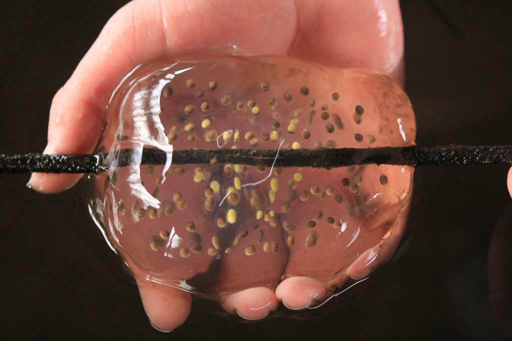 Northwestern Salamander Egg Mass, Snake Lake