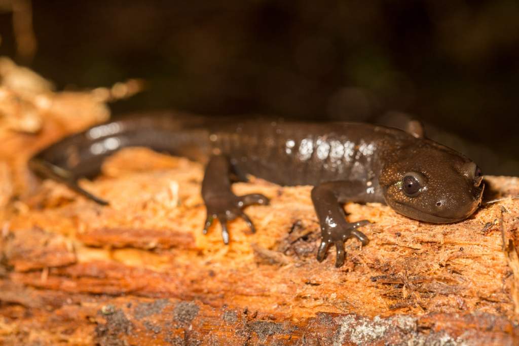 Northwestern Salamander in Derby Reach last month.