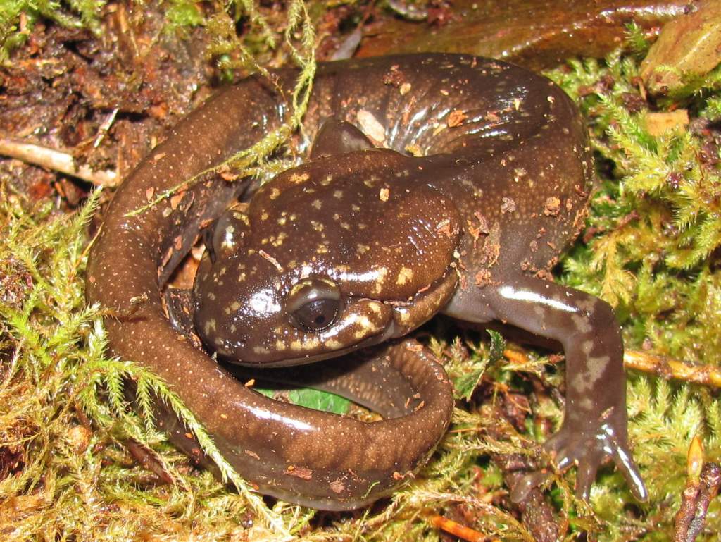 Northwestern Salamander