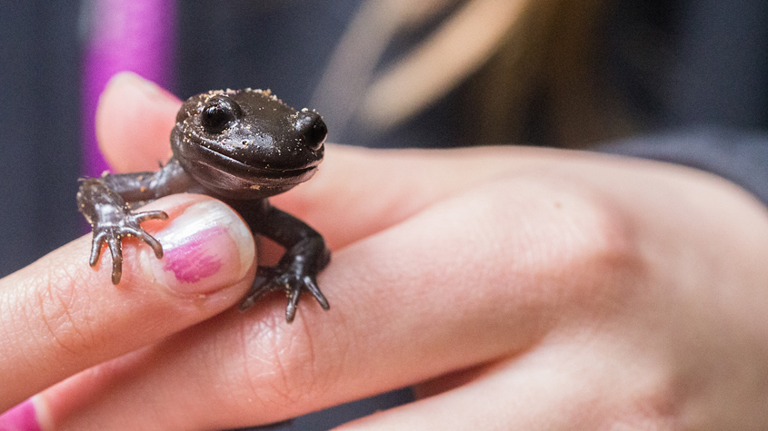 Northwestern Salamander.