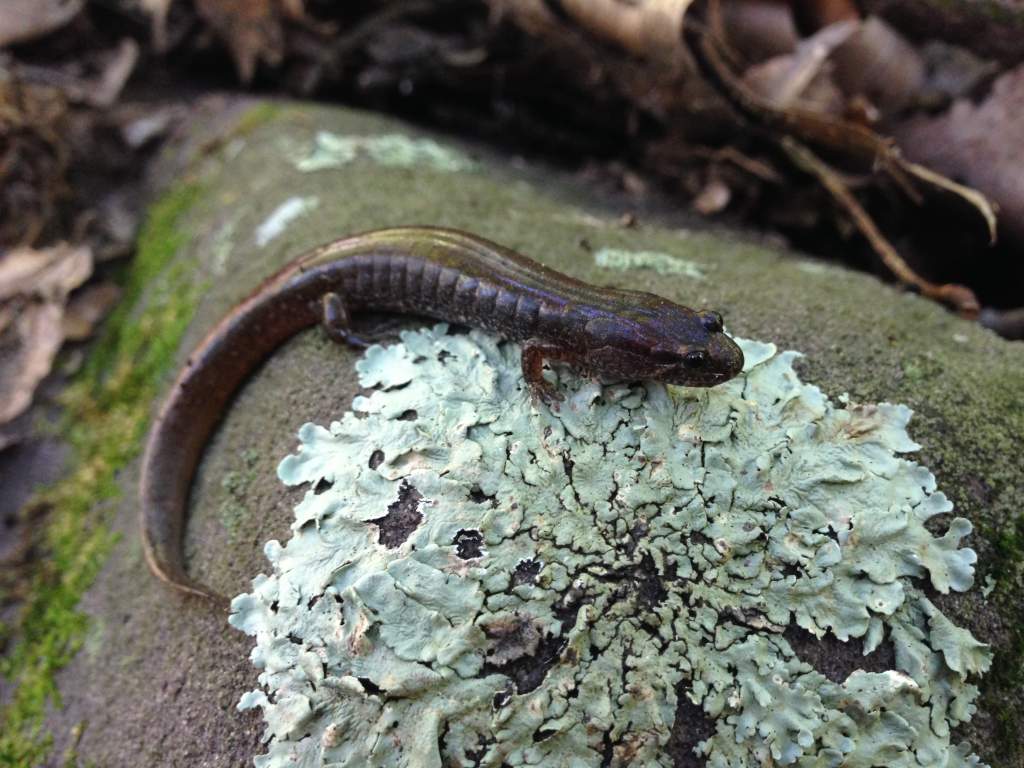 Nothern Dusky Salamander (Desmognathus fuscus)