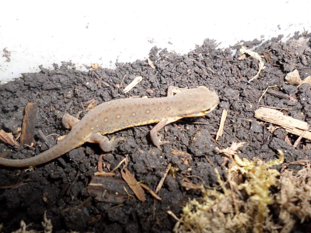 Notophthalmus Viridescens Female