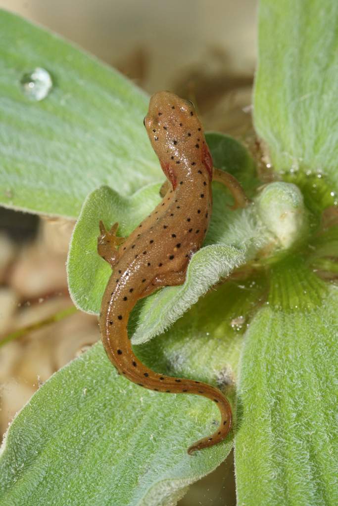 Notophthalmus viridescens loosing gills