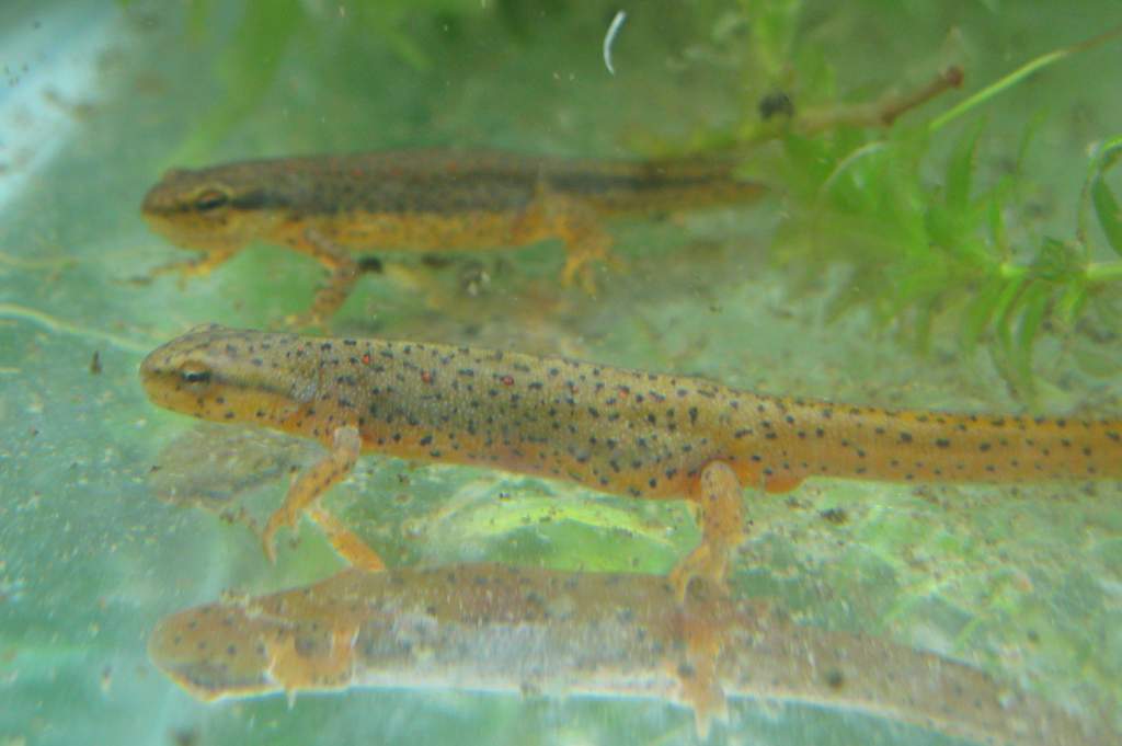 Notophthalmus viridescens louisianensis