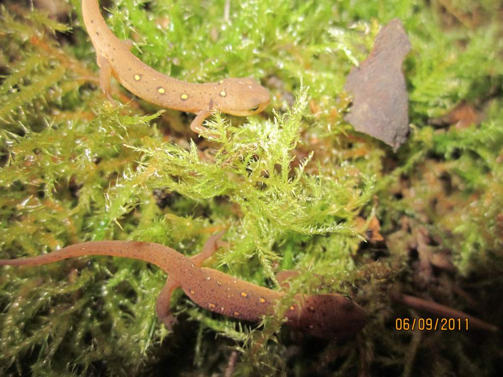 Notophthalmus viridescens Sept 2011 005