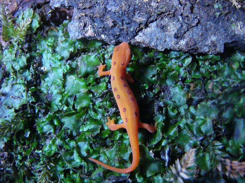 Notophthalmus viridescens viridescens, juvenile.