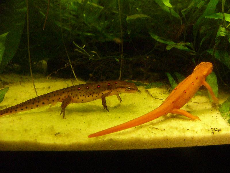 Notophthalmus viridescens viridescens, male and female.