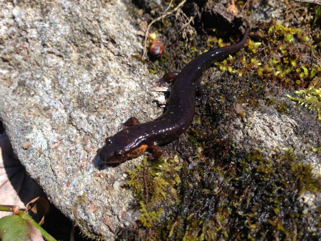 Ococee Salamander (Desmognathus ococee)