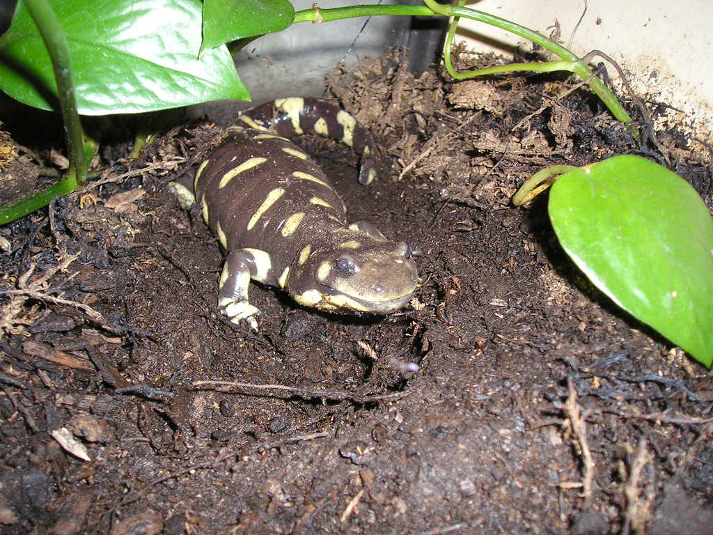 Okay, this is'nt my tiger salamander. Technically, he belongs to the Sacaramento Zoo, but I do take care of him there!