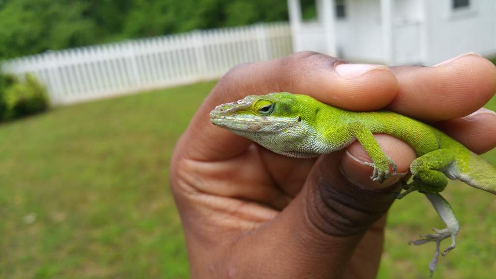 Old battle-scarred male Green anole. Showing head scarring in this photo