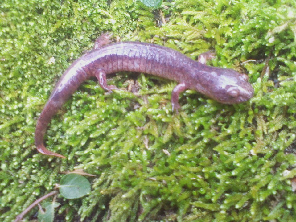 Old species mud salamander..