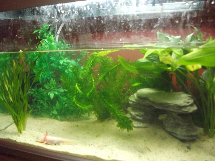 Older axolotl tank (now axolotl specific quarantine tank)