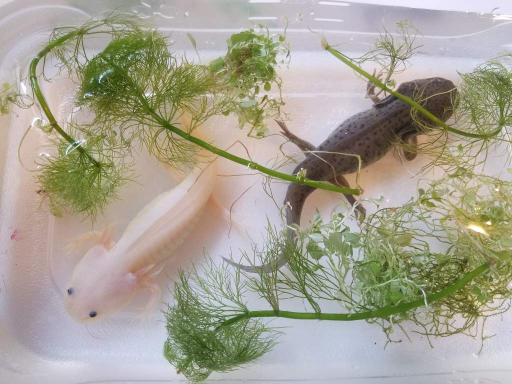 Oliver and artie in their floater container [move from feeding container to tank]