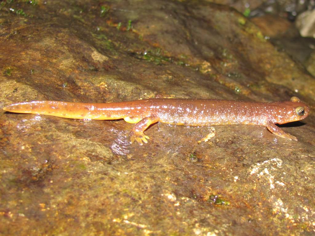 Olympic Torrent Salamander