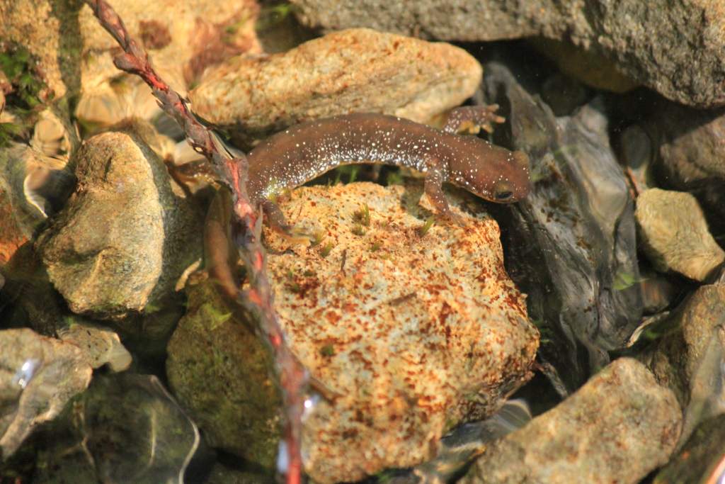 Olympic Torrent Salamander