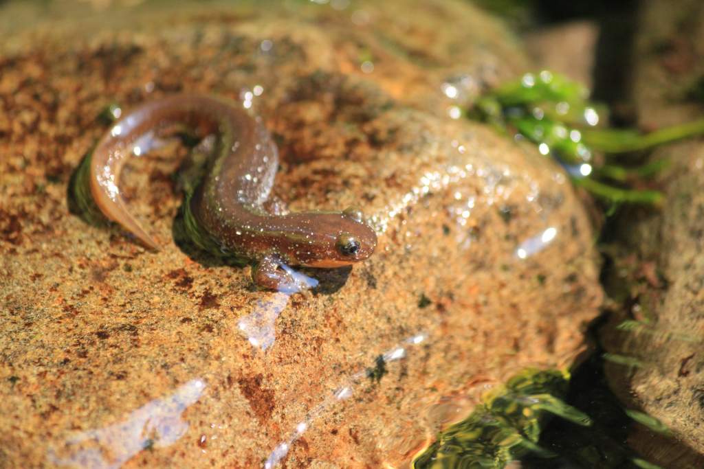 Olympic Torrent Salamander