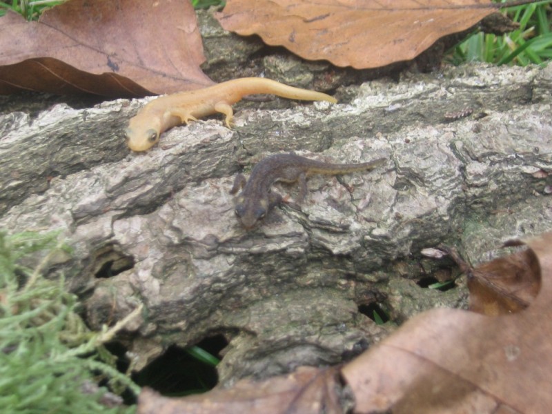 Ommatotriton ophryticus, a leucistic juvenile and a wildtype juvenile