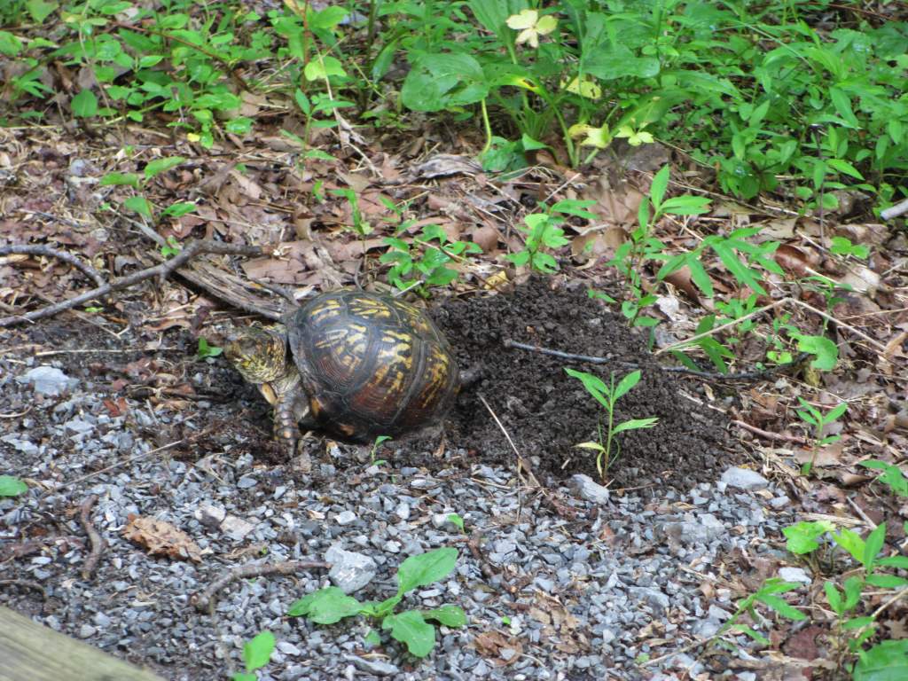 One-eyed female Box Turtle laying eggs