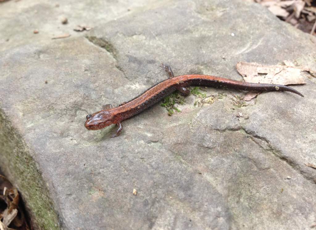 One eyed Red-backed Salamander (Plethodon cinereus)