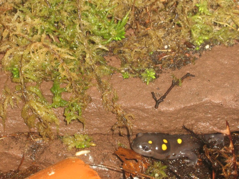 One of my adult A. maculatum peeking out of it´s hide!