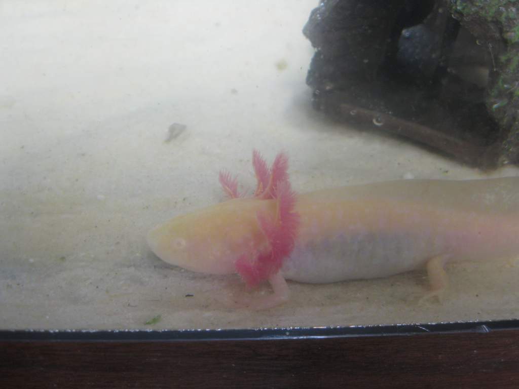 One of my albino axolotls that is mad at me for changing her setup around.