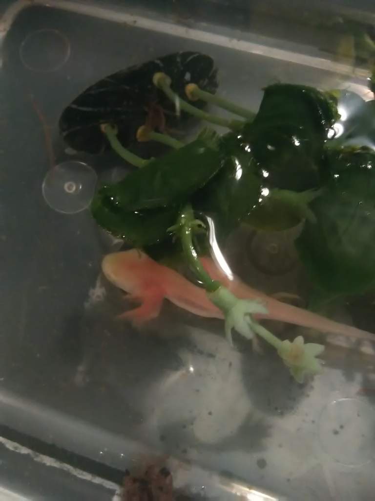 One of my baby axolotls!