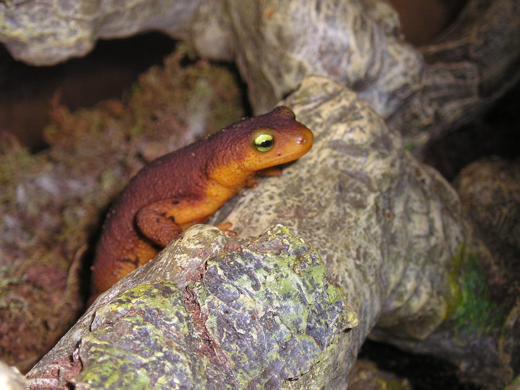 One of my California Newts.