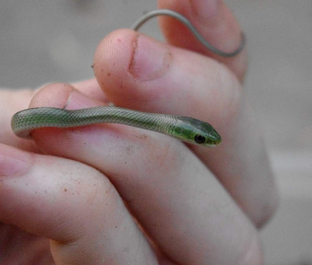 One of my CB Rough Green Snakes (Opheodrys aestivus).