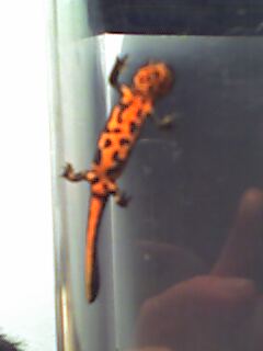 one of my Chinese Fire bellied newts. Archimedes Achilles (sadly he had to be put down last year)