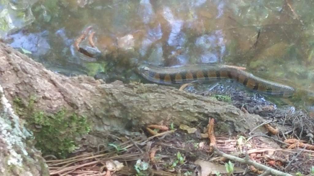 One of my first snakes. (Northern watersnake) The third seen today