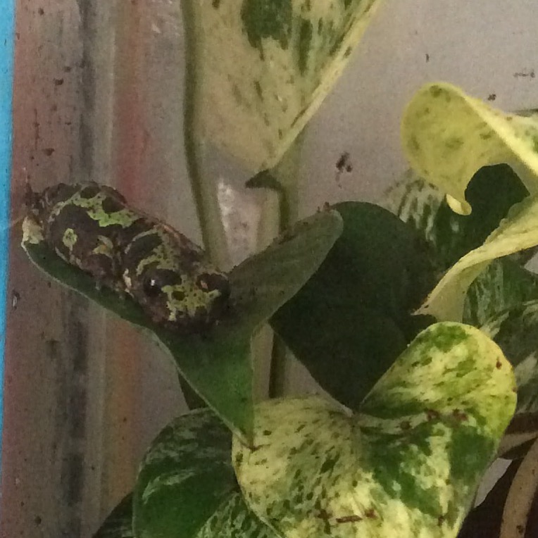 One of my Marbelled newts resting on a leaf when he was little