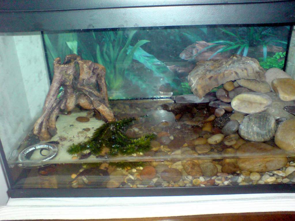 One of my tanks