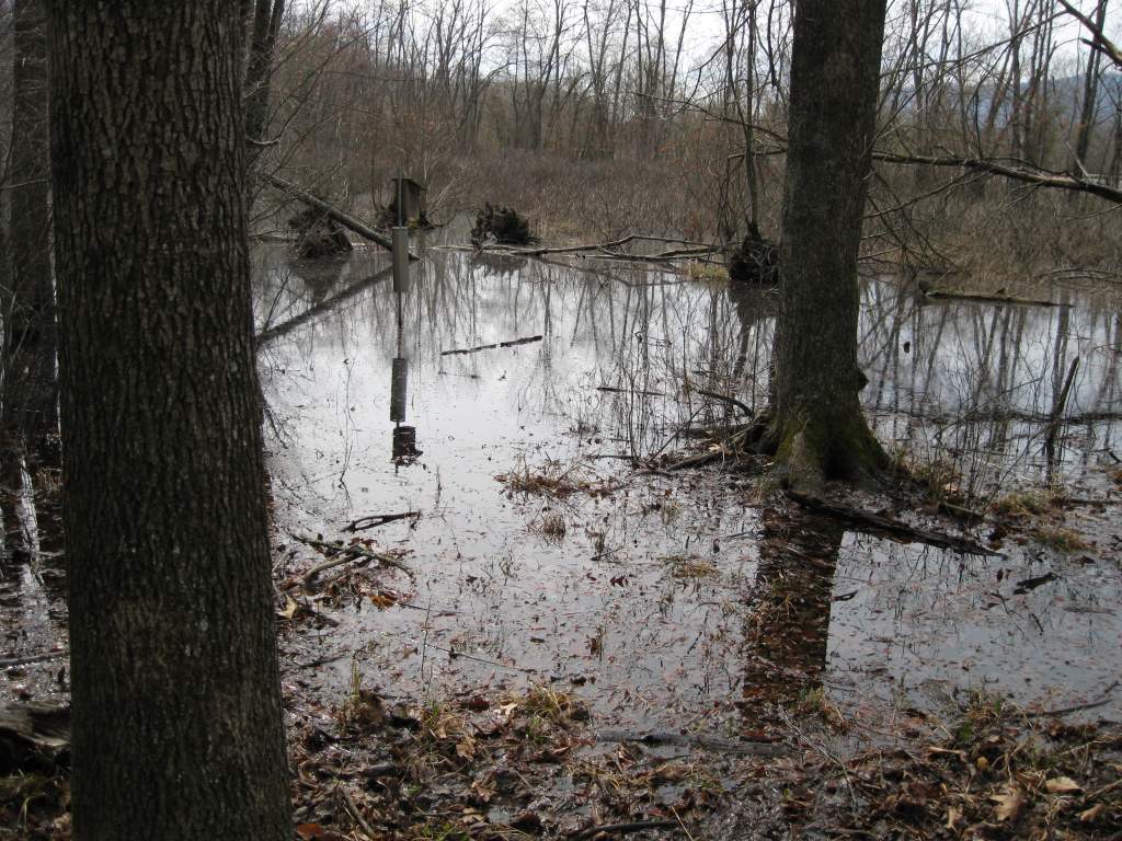 One of my vernal ponds.