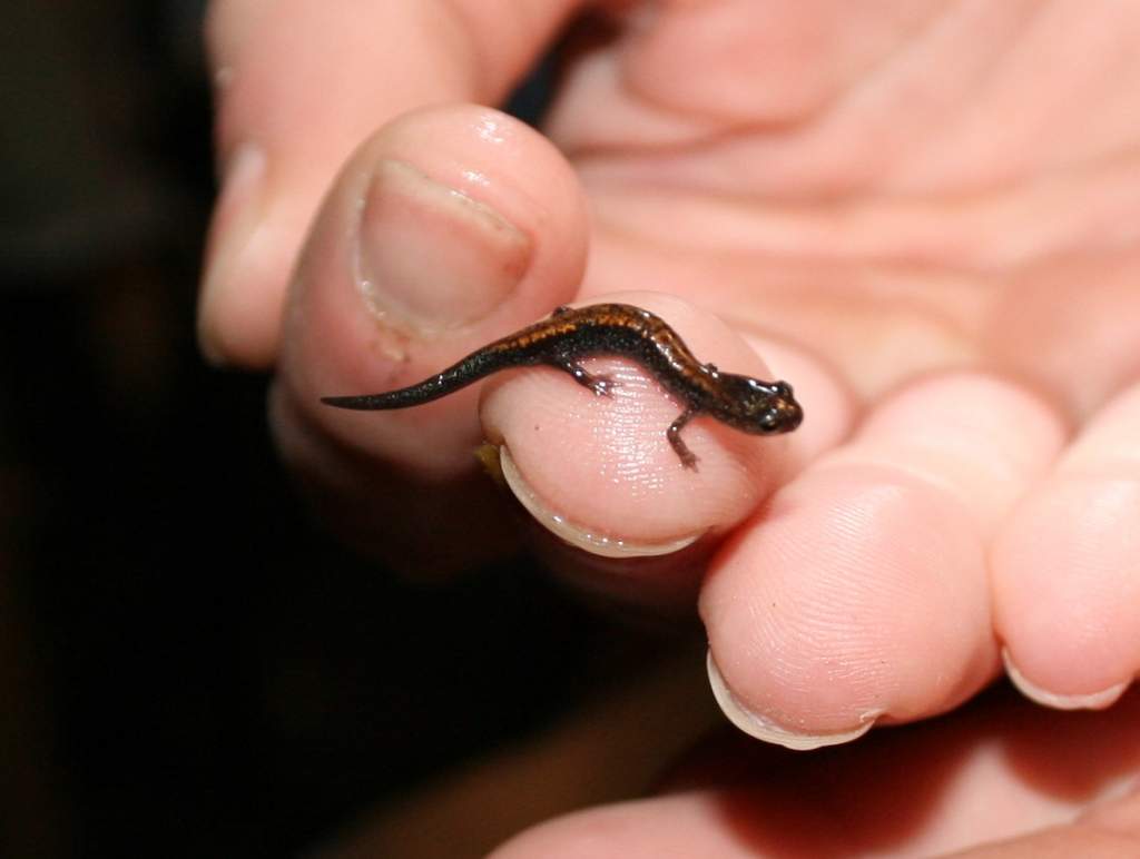 one of the little "orangies" we found under a rock in akron just 2 days before the first snow this year