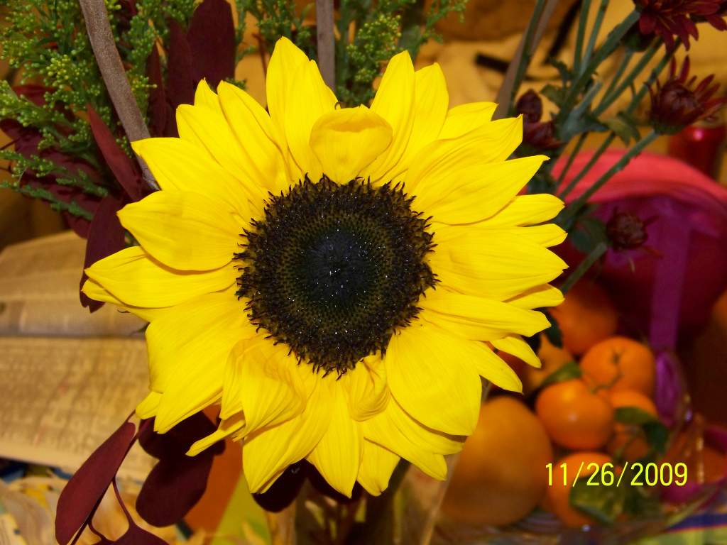 One of the sunflowers in the bouquet we brought.