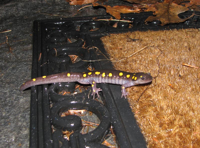 Oops, where's the pond?
Critters on the doorstep - Do they steer toward light, like sea turtles?