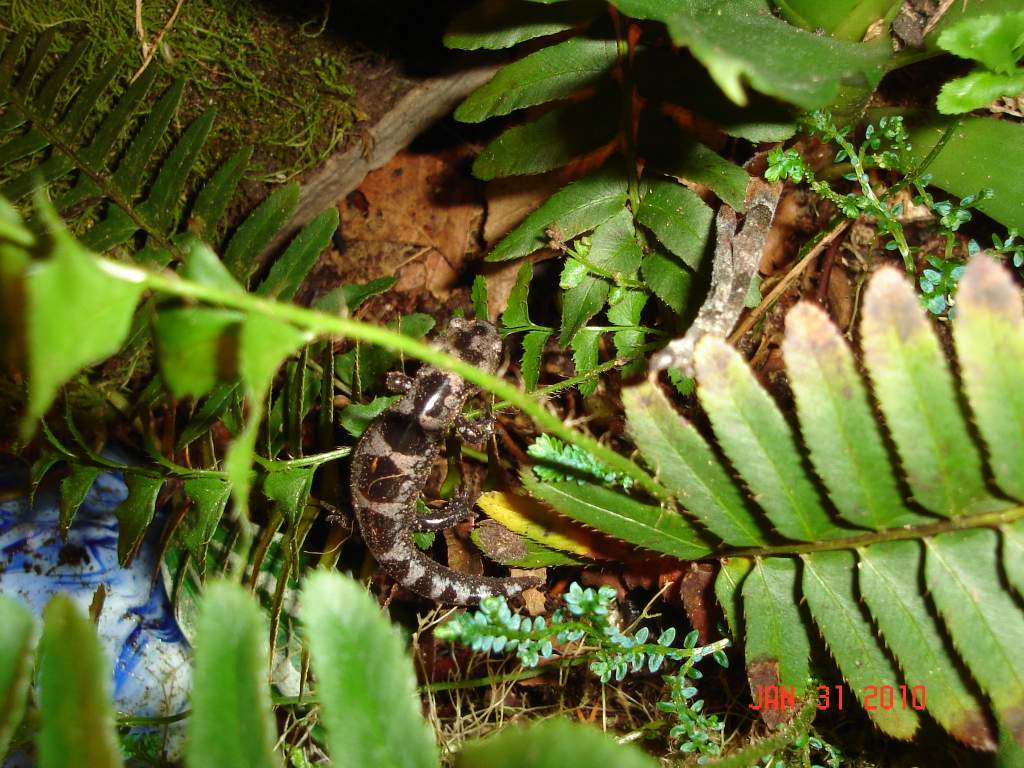 Opacum (they like to climb in the ferns)