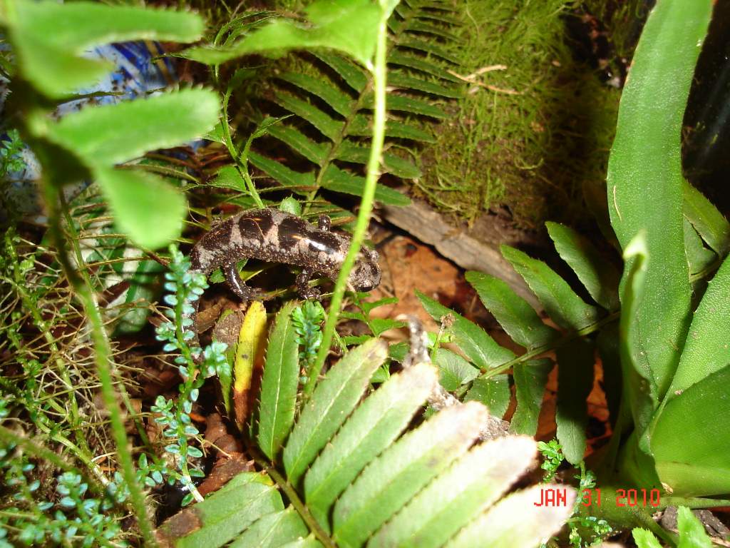 Opacum (they like to climb in the ferns)