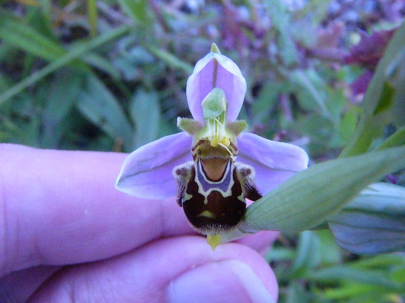 Ophrys apifera