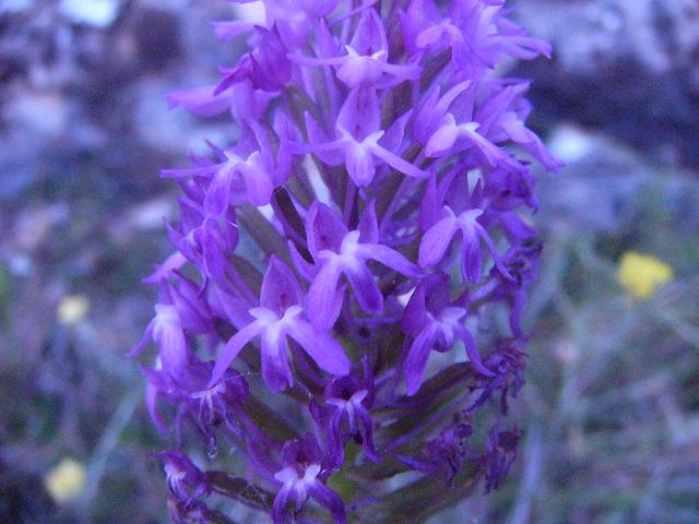 Orchis piramidalis?