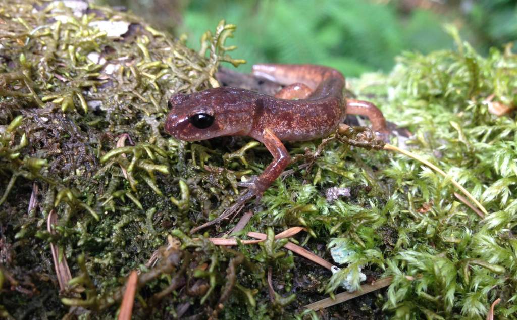 Oregon Ensatina (Ensatina eschscholtzii oregonensis)