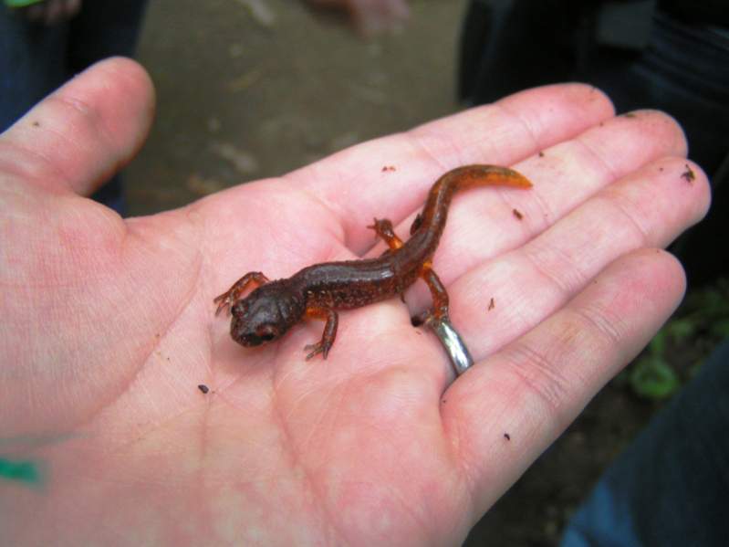 Oregon Ensatina (Ensatina eschscholtzii oregonesis)