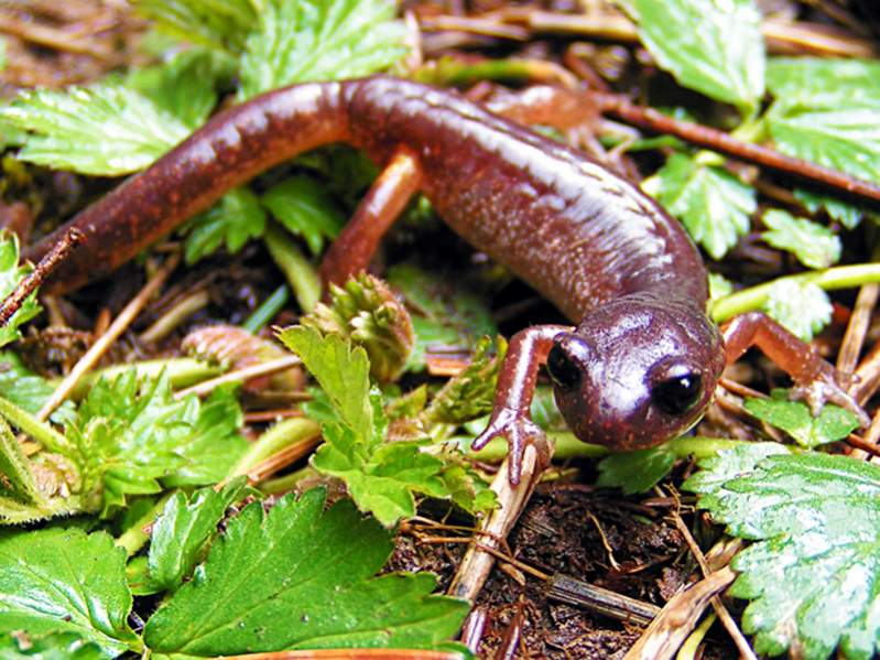 Oregon Ensatina (Ensatina eschscholtzii oregonesis)