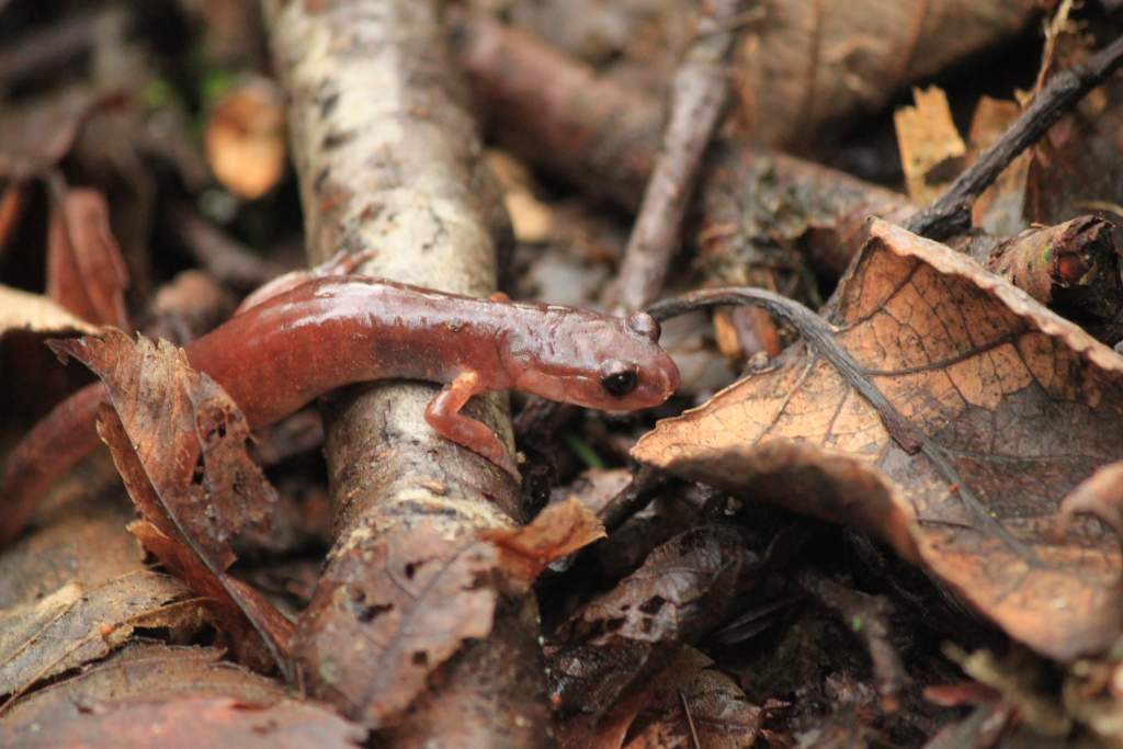 Oregon Ensatina, Pierce College Properties