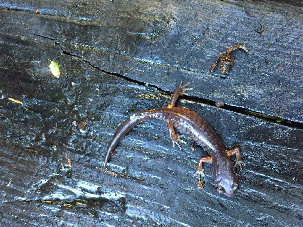 oregon ensatina secreting