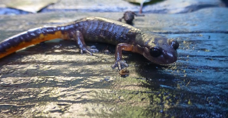 oregon ensatina side view