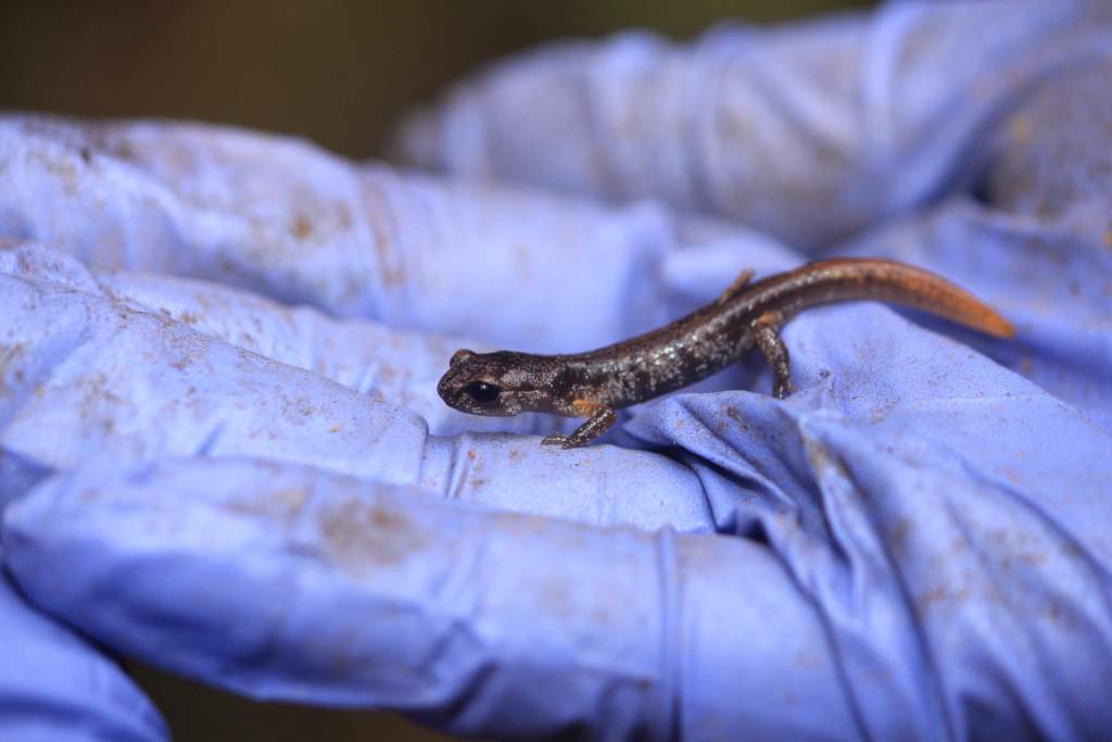 Oregon Ensatina