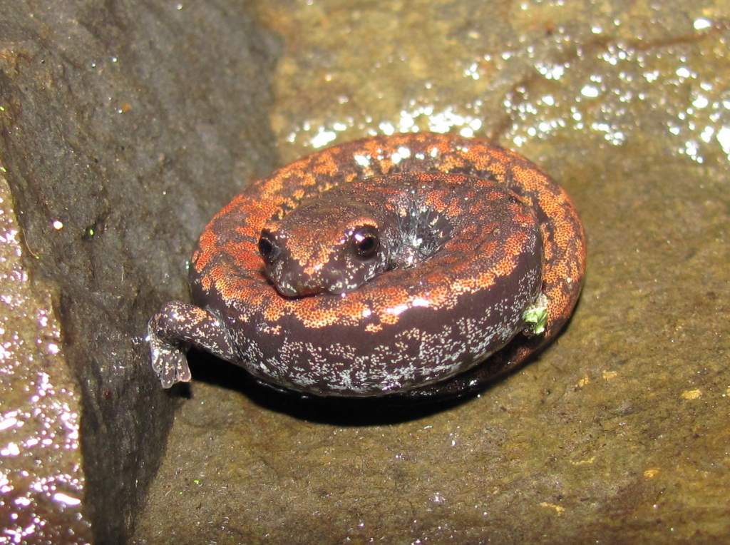 Oregon Slender Salamander