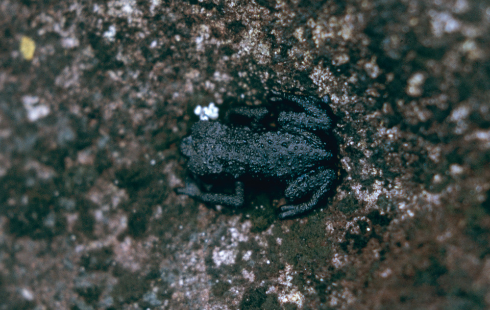 Oreophrynella quelchii sitting on the typical dark grey gneissic rocks that form most of the surface of the plateau.