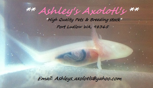 Organs- Ashley's Axolotl's